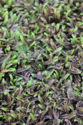 Leptinella squalida Platt´s Black, Krypkotula, C11cm