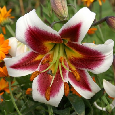 Lilium hybr. Leslie Woodriff, Orientalisk Lilja, P11cm