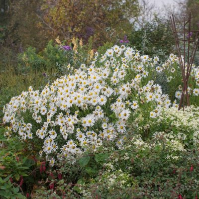 Leucanthemella serotina, Oktoberkrage, P9cm