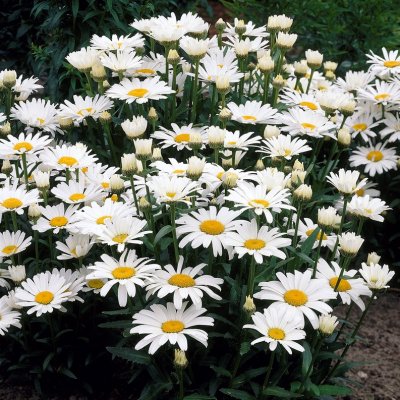 Leucanthemum x s. Alaska, Prästkrage