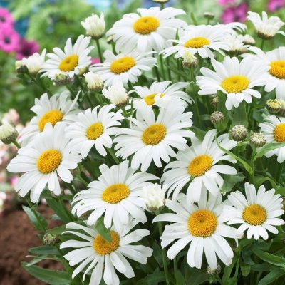 Leucanthemum x s. Snow Lady, Jätteprästkrage, P9cm