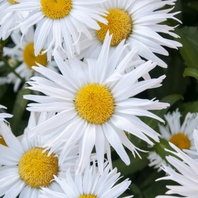 Leucanthemum x superbum Madonna