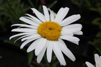 Leucanthemum x s. Silversessan, Jätteprästkrage, C13cm