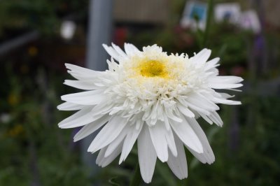 Leucanthemum x s. Wirral Supreme, Jätteprästkrage, P9cm
