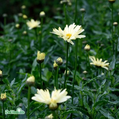 Leucanthemum x s. Banana Cream ®, Jätteprästkrage, C11cm