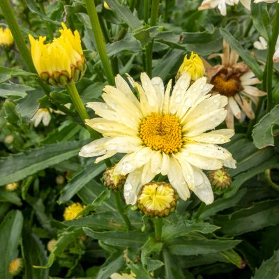 Leucanthemum x s. Broadway Lights (Leumayel), Jätteprästkrage, C11,5cm