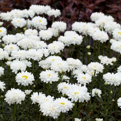 Leucanthemum x s. Victorian Secret ®, Jätteprästkrage