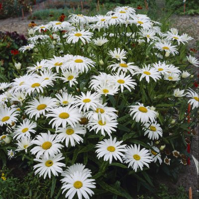 Leucanthemum vulgare Maikönigin (Majdrottningen), Prästkrage, P9cm
