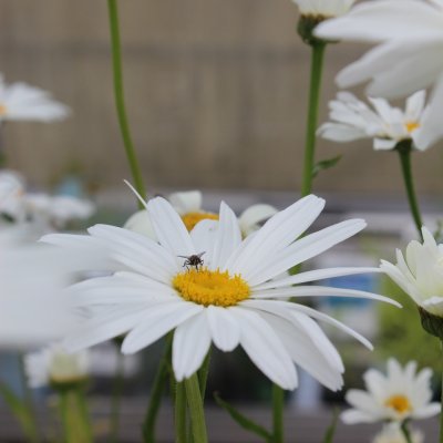 Leucanthemum x s. Alaska, Prästkrage, C13cm