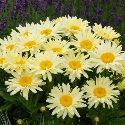 Leucanthemum x s. Banana Cream ®, Jätteprästkrage, C11cm