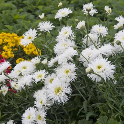Leucanthemum x superbum Crazy Daisy