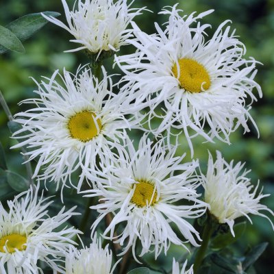 Leucanthemum x superbum Old Court Variety, Jätteprästkrage, P9cm