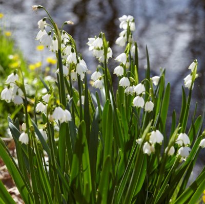 Leucojum aestivum, Sommarsnöklocka, P9cm