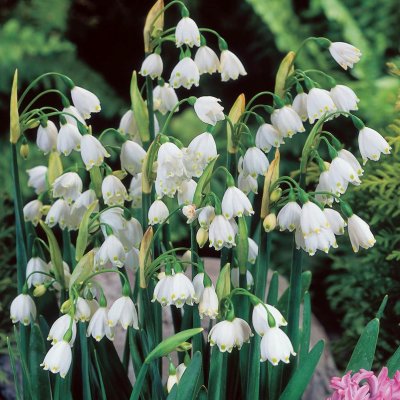 Sommarsnöklocka Leucojum aestivum Gravetye 3st