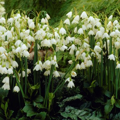 Snöklocka Leucojum vernum 5st