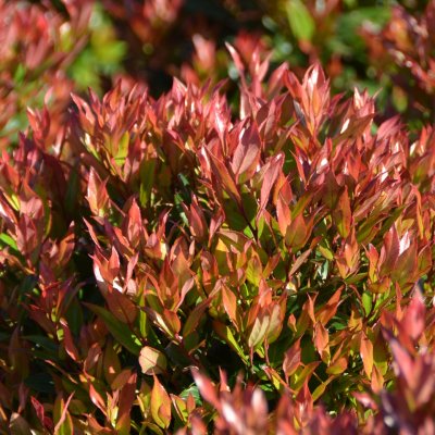 Leucothoe fontanesiana Little Flames ®, Vinterrosling, 25-30 C2