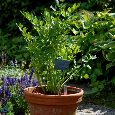 Levisticum officinale, Libbsticka, C13cm