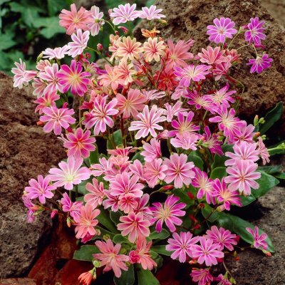 Lewisia cotyledon Regenbogen, Broklewisia