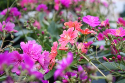 Lewisia cotyledon Regenbogen, Broklewisia, C11cm