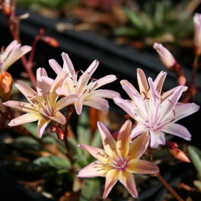 Lewisia hybrid Little Peach, Lewisia, P9cm
