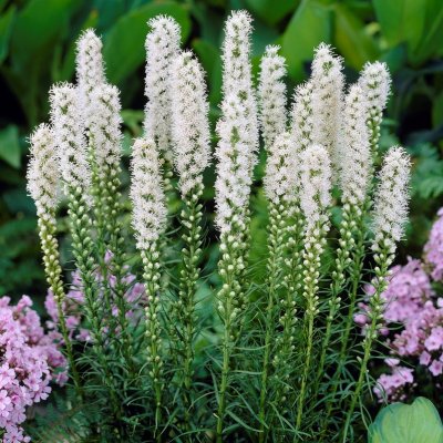 Rosenstav Liatris spicata Alba 10st