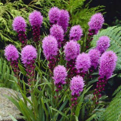 Liatris spicata Kobold, Rosenstav