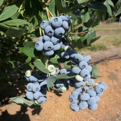 Vaccinium corymbosum Liberty ®