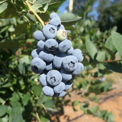 Vaccinium corymbosum Liberty ®