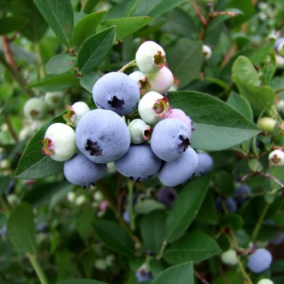 Vaccinium corymbosum Liberty ®