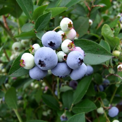 Vaccinium corymbosum Liberty ®