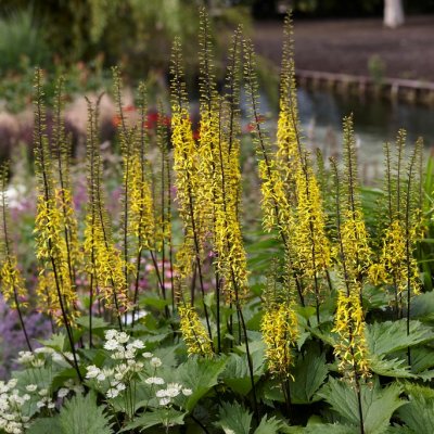 Ligularia stenocephala Little Rocket, Gullstav, P11cm