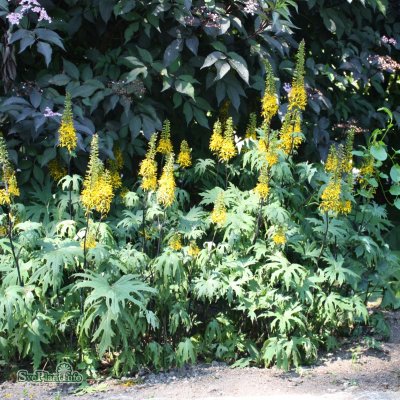 Ligularia przewalskii, Spirstånds, C1