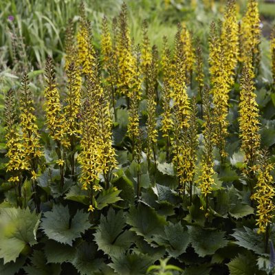 Ligularia stenocephala Bottle Rocket, Mörk Gullstav