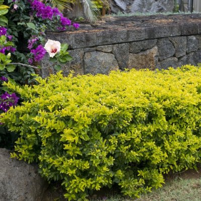 Ligustrum ovalifolium Lemon and Lime