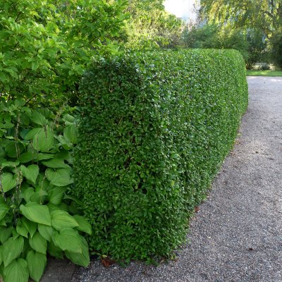 Ligustrum vulgare var. italicum Liga, Vinterliguster 10-pack, 50-80 barrot