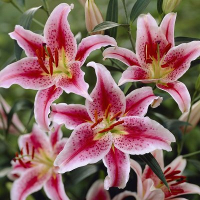 Orientalisk Lilja Lilium Star Gazer 2st