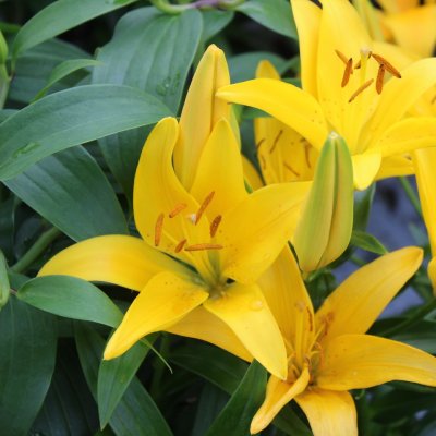 Lilium hybr. Tiny Bee ®, Asiatisk Lilja, C13cm