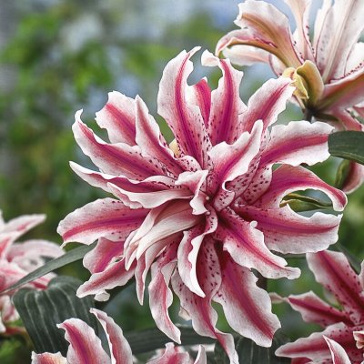 Orientalisk Lilja Magic Star 1st