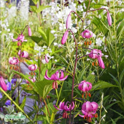 Lilium martagon, Krollilja, C13cm