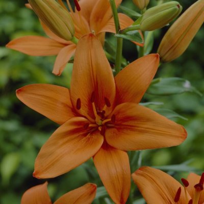 Asiatisk Lilja Lilium Orange 2st