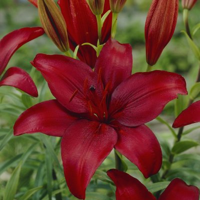 Asiatisk Lilja Röd 2st
