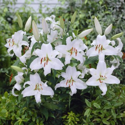Orientalisk Lilja Lilium Siberia 2st
