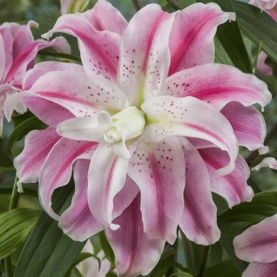 Asiatisk Lilja Sweet Rosy 1st