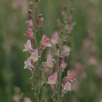 Linaria purpurea Peachy, Purpursporre