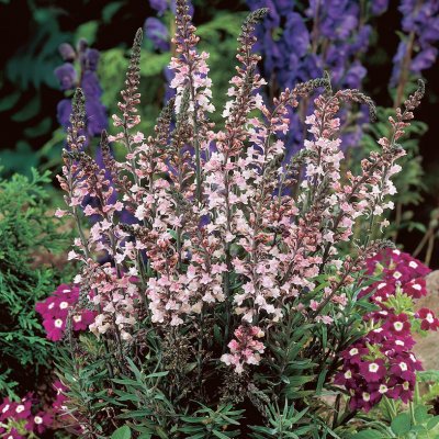 Linaria purpurea Canon Went, Purpursporre, C11cm