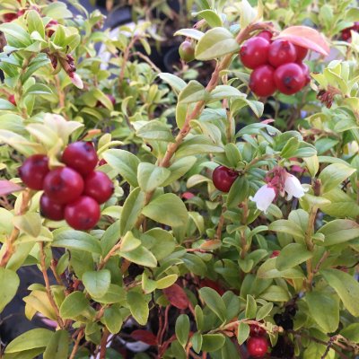 Vaccinium vitis idaea Linnea, Lingon