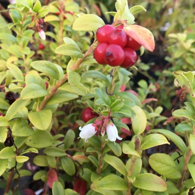 Vaccinium vitis idaea Linnea, Lingon