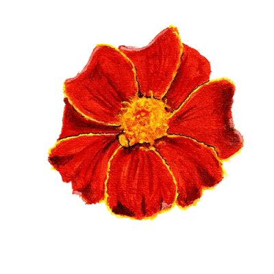Linnètagetes
