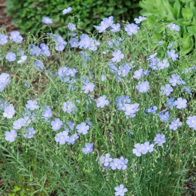 Linum perenne, Berglin, P9cm