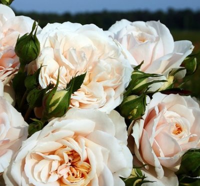 floribunda Lions Rose (Champagne Moment), Rabattros